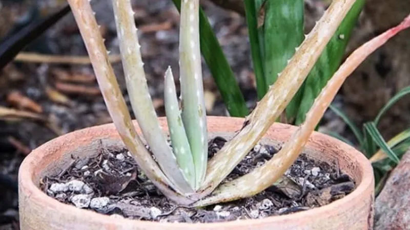 Why is Aloe Vera Plant Turning White? 11 Causes and How to Fix?