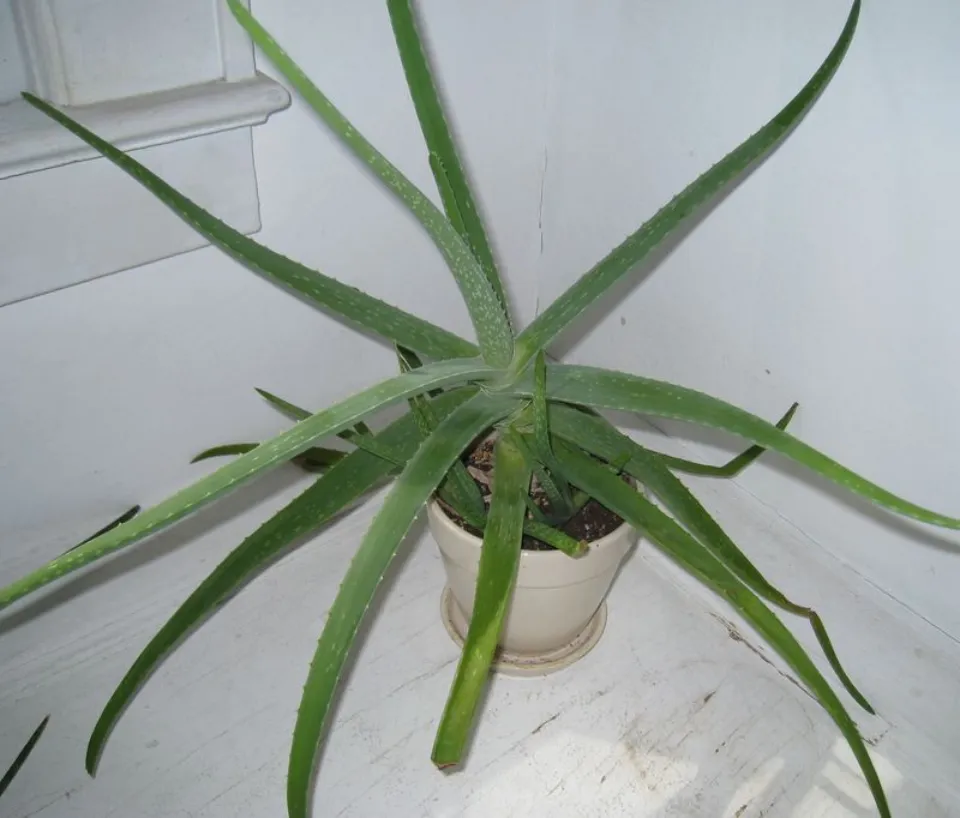 Why is My Aloe Plant Drooping How to Save